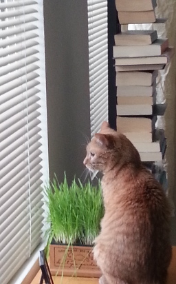 Our cat Jeffrey contemplating by the catgrass